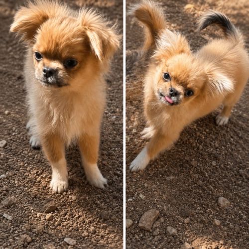 Femelle chihuahua poils long 6 mois #0