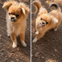 Femelle chihuahua poils long 6 mois