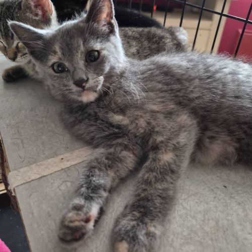 Banzai, adorable chaton à l'adoption #1