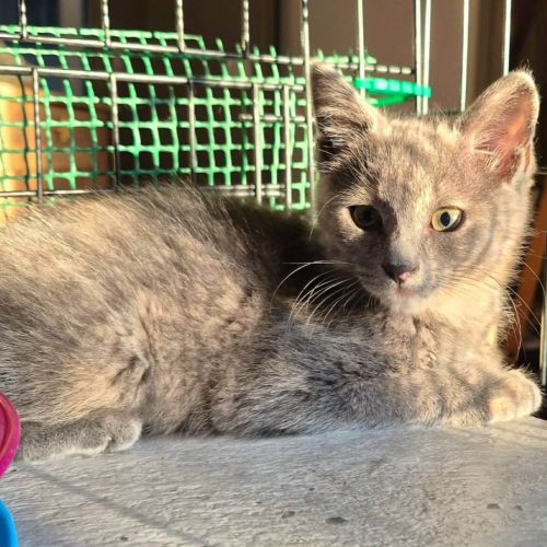 Banzai, adorable chaton à l'adoption