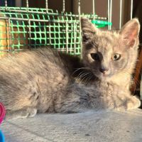 Banzai, adorable chaton à l'adoption #0
