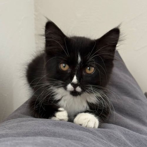 Asma, adorable chaton à l'adoption