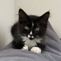 Asma, adorable chaton à l'adoption