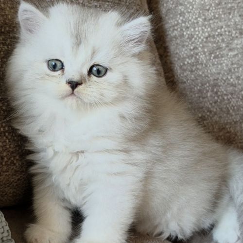 British shorthair et longhair #1