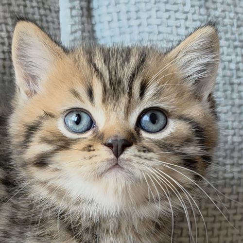 British shorthair et longhair #0