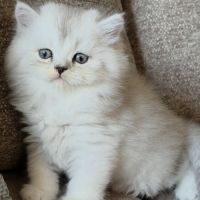 British shorthair et longhair #1