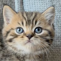 British shorthair et longhair