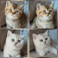 British shorthair et longhair #3