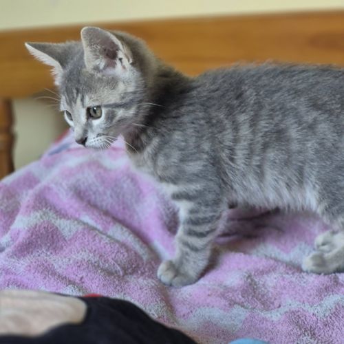 Basile, adorable chaton à l'adoption #1