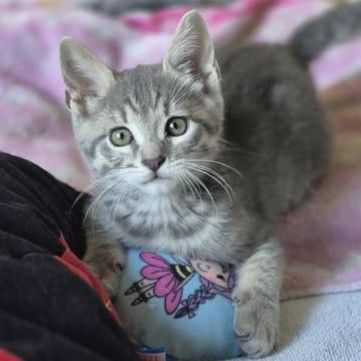 Basile, adorable chaton à l'adoption #0
