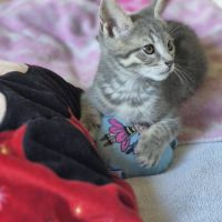 Basile, adorable chaton à l'adoption #3