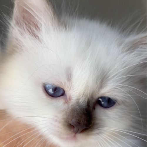 Splendide chaton sacré de birmanie #1