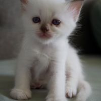 Splendide chaton sacré de birmanie #2
