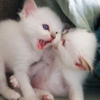 Splendide chaton sacré de birmanie
