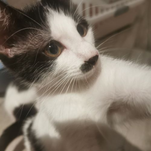 Chatons sympas #1