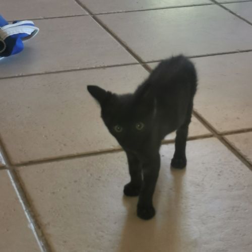 Chatons sympas #4