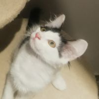 Chatons sympas #2