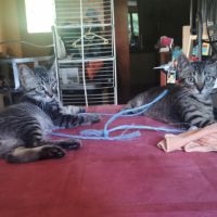Chatons sympas #3