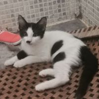 Chatons sympas