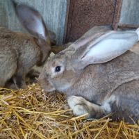 Lapins géants des flandres pure race #1