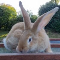 Lapins géants des flandres pure race