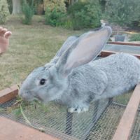 Lapins géants des flandres pure race #3