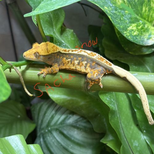 2 geckos 1 femelle tricolore et 1 male tricolore