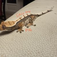 2 geckos 1 femelle tricolore et 1 male tricolore #1