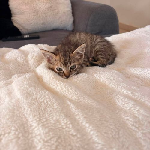 Rikiki, adorable chaton à l'adoption #1
