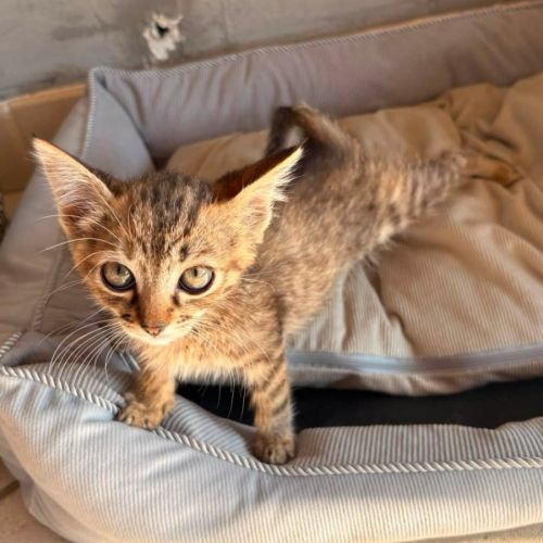 Rikiki, adorable chaton à l'adoption #3