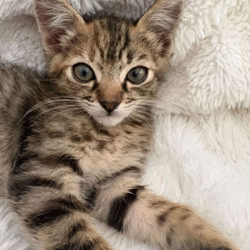 Rikiki, adorable chaton à l'adoption #4