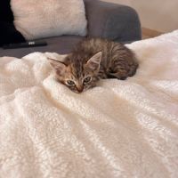 Rikiki, adorable chaton à l'adoption #1