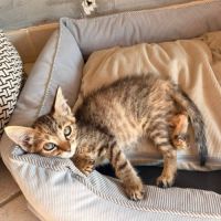Rikiki, adorable chaton à l'adoption #0