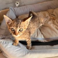 Rikiki, adorable chaton à l'adoption #3