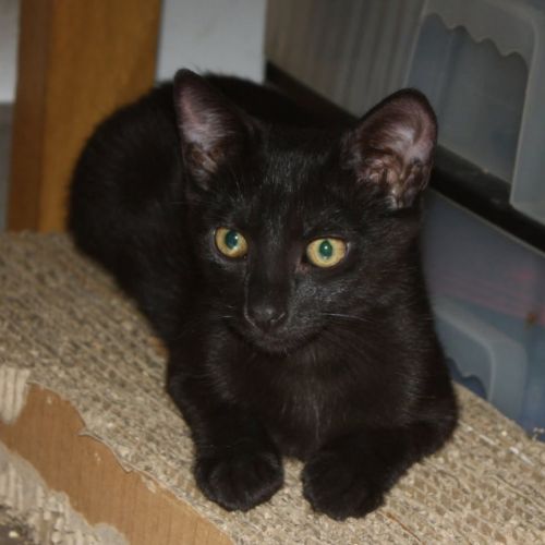 Briochette, chaton à l'adoption #1
