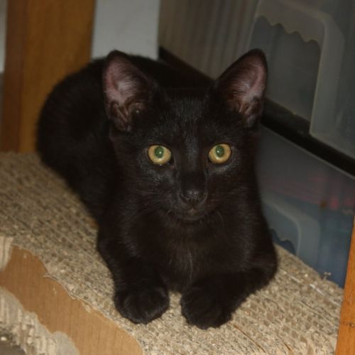 Briochette, chaton à l'adoption #0