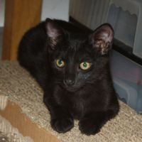 Briochette, chaton à l'adoption #1