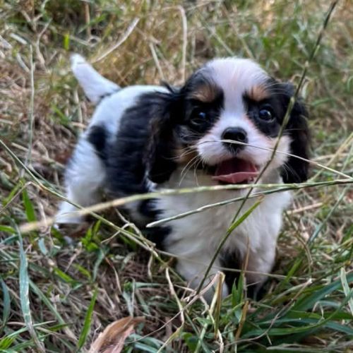 Cavalier king charles #1