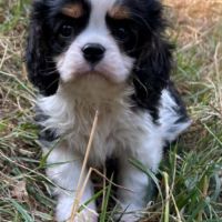 Cavalier king charles