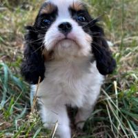 Cavalier king charles #3
