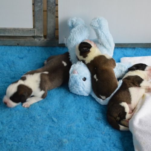 Chiots saint-bernard à réserver #1