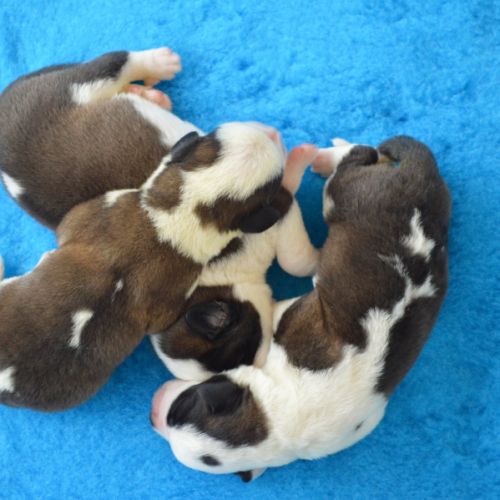 Chiots saint-bernard à réserver #2