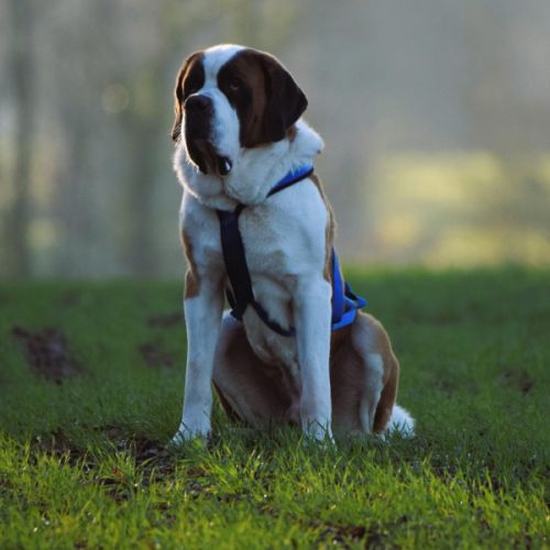 Chiots saint-bernard à réserver #5