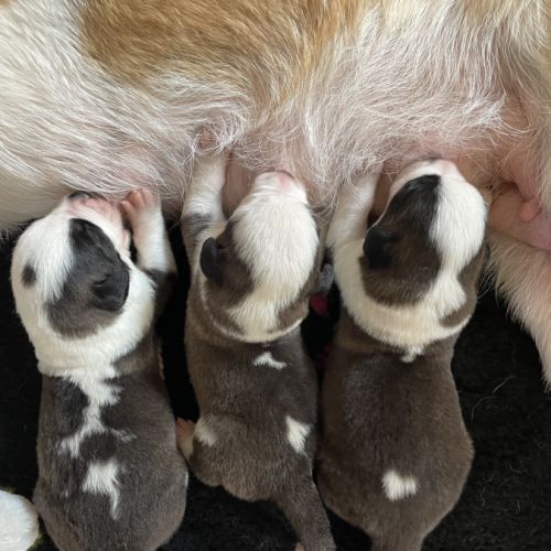 Chiots saint-bernard à réserver #6