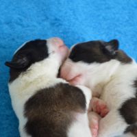 Chiots saint-bernard à réserver