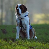 Chiots saint-bernard à réserver #5