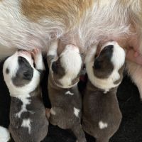 Chiots saint-bernard à réserver #6