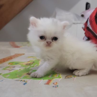 Persan blanc et himalayen #1