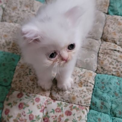 Persan blanc et himalayen #2