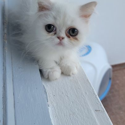 Persan blanc